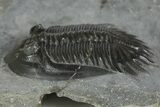 Mrakibina Trilobite - Mrakib, Morocco #353034-3